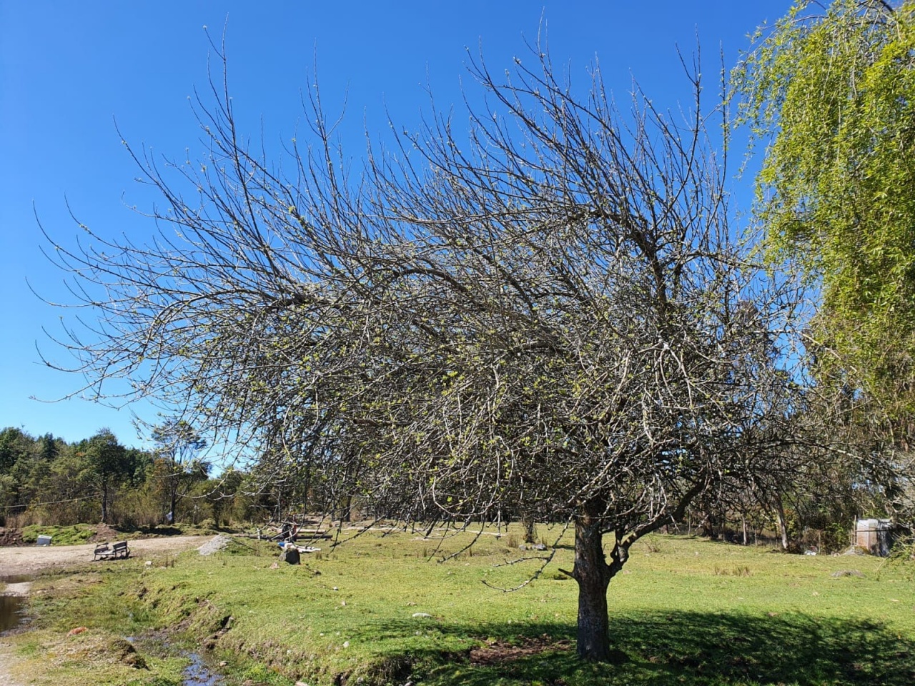 km 11 Ruta V85, Calbuco, 5550000, ,Terreno,Venta,Ruta V85,1048